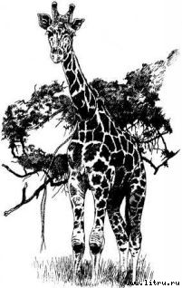 Там, где бродили львы (с иллюстрациями) - i_101.jpg