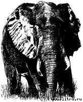 Там, где бродили львы (с иллюстрациями) - i_103.jpg