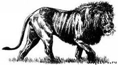 Там, где бродили львы (с иллюстрациями) - i_109.jpg