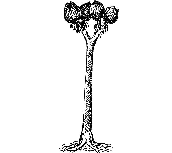 Путешествие в страну нектара - i_062.png