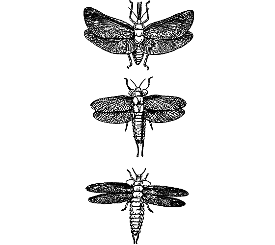 Путешествие в страну нектара - i_066.png