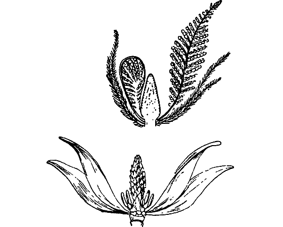 Путешествие в страну нектара - i_069.png