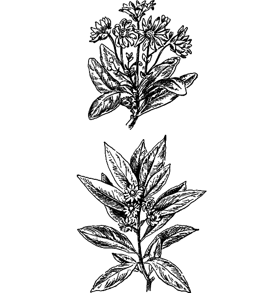 Путешествие в страну нектара - i_070.png