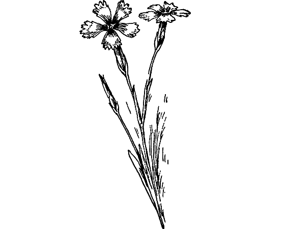 Путешествие в страну нектара - i_072.png