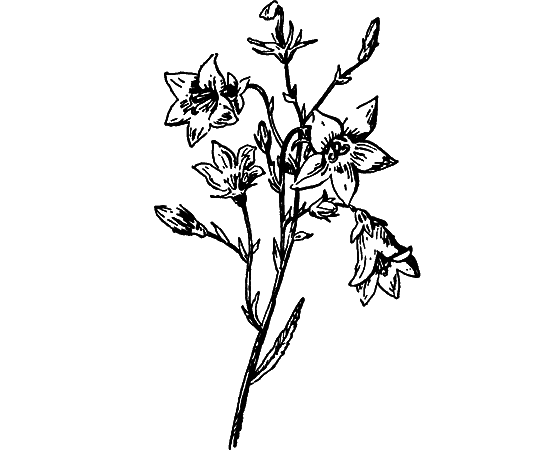 Путешествие в страну нектара - i_074.png