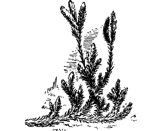 Путешествие в страну нектара - i_078.png