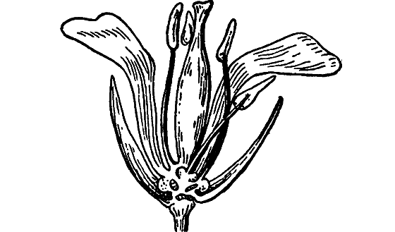 Путешествие в страну нектара - i_094.png