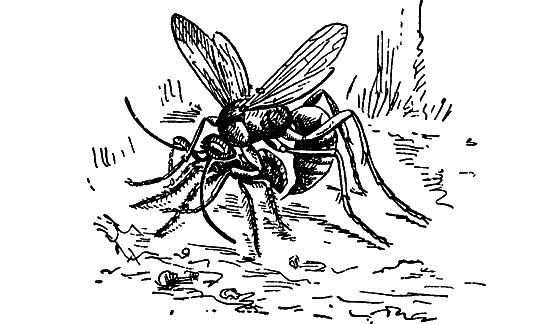 Путешествие в страну нектара - i_095.png