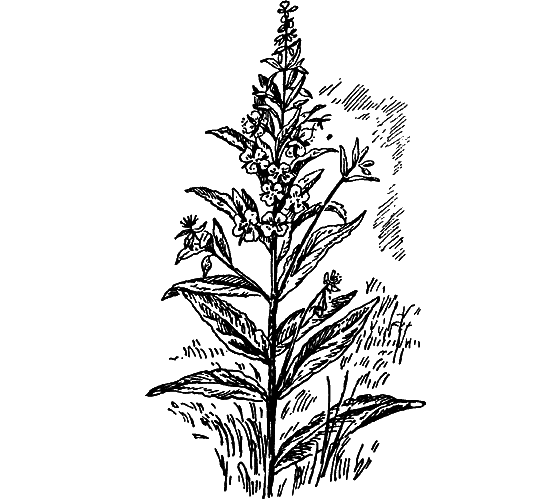 Путешествие в страну нектара - i_117.png