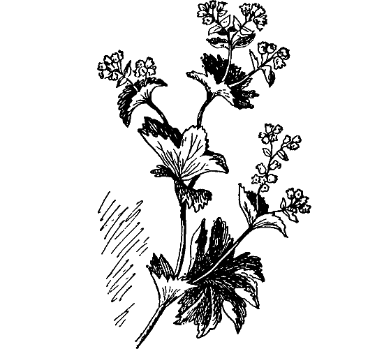 Путешествие в страну нектара - i_119.png