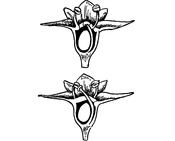 Путешествие в страну нектара - i_120.png