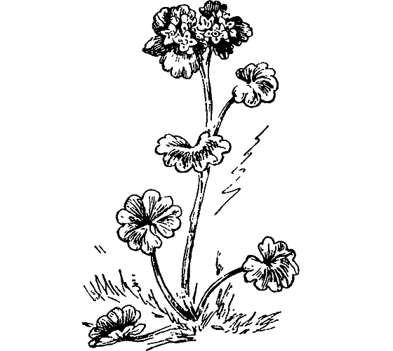 Путешествие в страну нектара - i_121.png