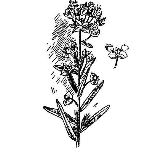 Путешествие в страну нектара - i_122.png