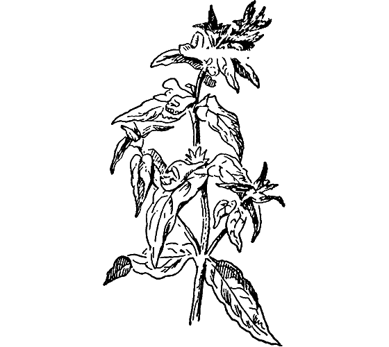 Путешествие в страну нектара - i_123.png