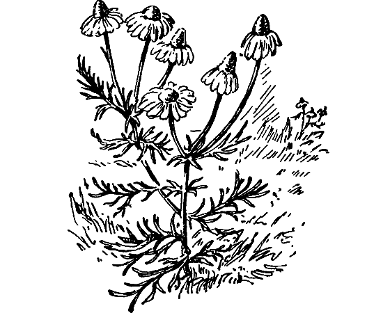 Путешествие в страну нектара - i_125.png