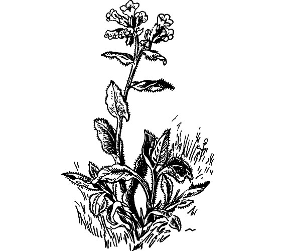 Путешествие в страну нектара - i_126.png