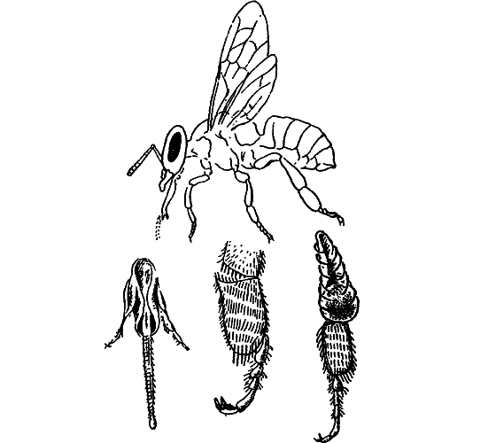 Путешествие в страну нектара - i_131.png