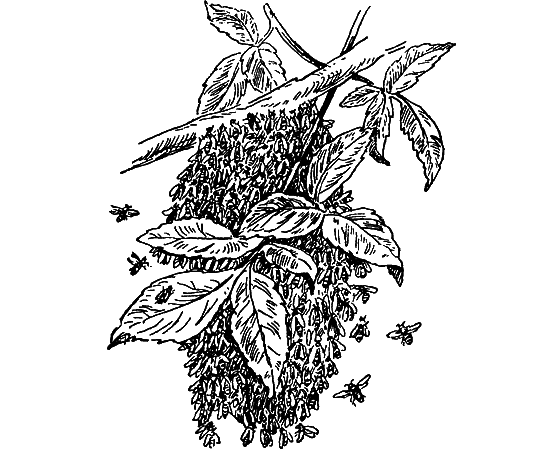 Путешествие в страну нектара - i_147.png