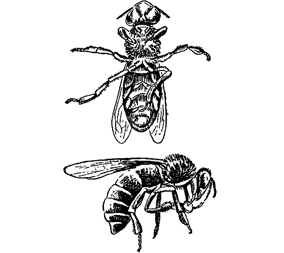 Путешествие в страну нектара - i_148.png