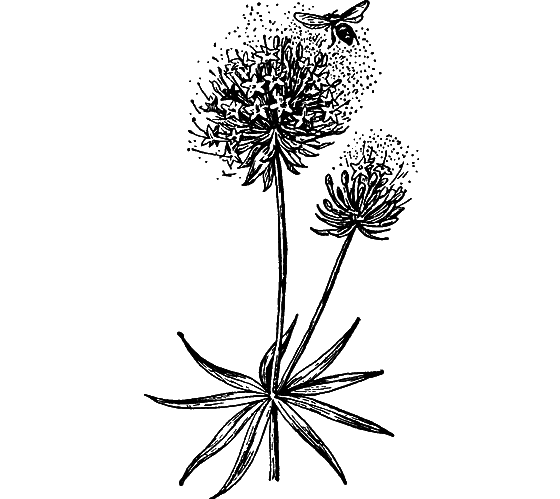 Путешествие в страну нектара - i_158.png