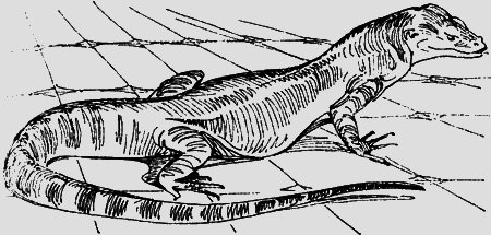 Мои питомцы и другие звери - img17.png