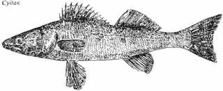 Рыбы России. Том первый - _11.jpg