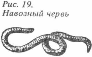 Рыбы России. Том первый - _14.jpg