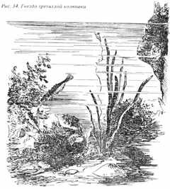 Рыбы России. Том первый - _23.jpg