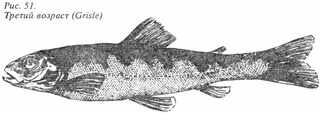 Рыбы России. Том первый - _39.jpg