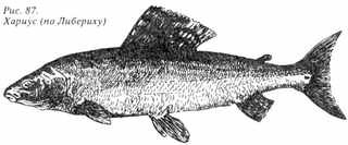 Рыбы России. Том первый - _62.jpg