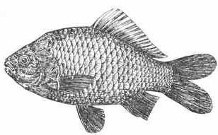 Рыбы России. Том второй - _27.jpg