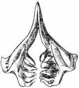 Рыбы России. Том второй - _42.jpg