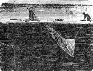 Рыбы России. Том второй - _111.jpg