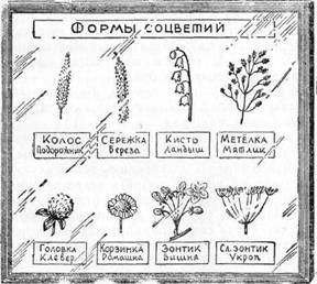 Знай и умей. Самодельные коллекции по ботанике и зоологии - i_028.jpg