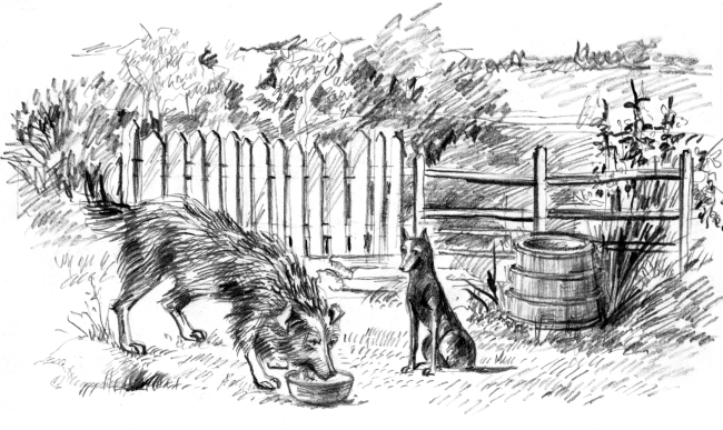 Белый пудель (сборник) - i_011.jpg