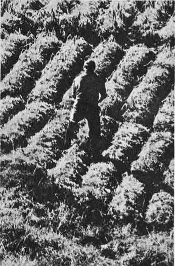 Таежный тупик - image39.jpg