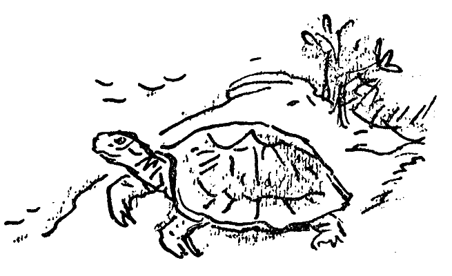 У лісничівці - i_006.png