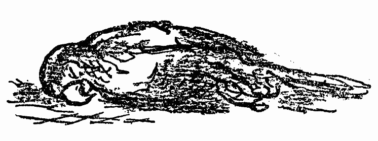 У лісничівці - i_015.png