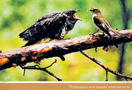 Окно в природу - _29.jpg