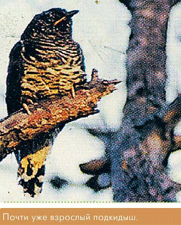 Окно в природу - _30.jpg