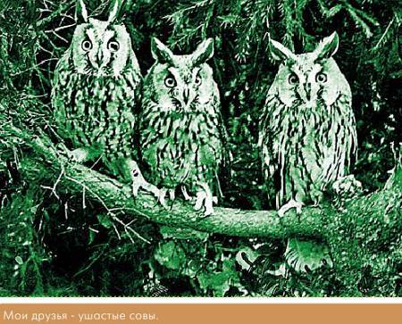 Окно в природу - _90.jpg