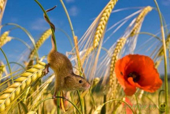 Кострецкие истории (СИ) - _3.jpg