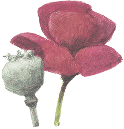 Удивительный волшебник из Страны Оз (Илл.Роберт Ингпен) - i_033.png