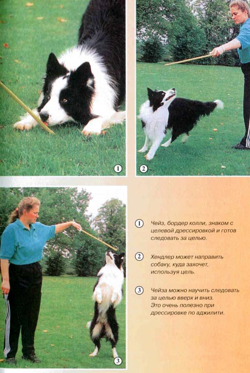 Дрессировка собак с помощью кликера - pic_24.jpg