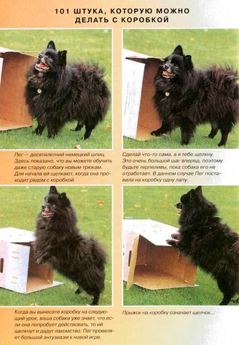 Дрессировка собак с помощью кликера - pic_26.jpg