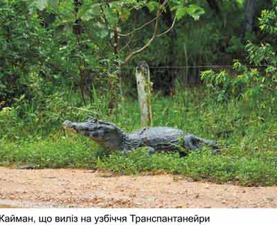 Любов і піраньї - _01.jpg