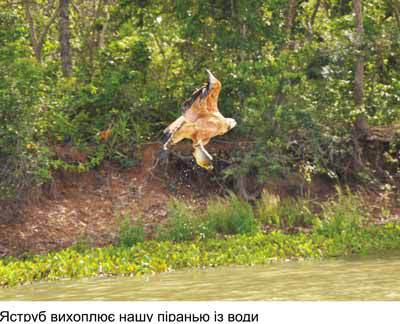 Любов і піраньї - _14.jpg