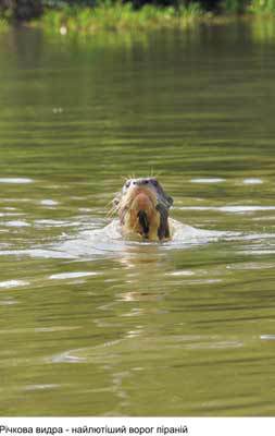 Любов і піраньї - _16.jpg