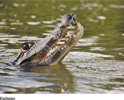 Любов і піраньї - _17.jpg