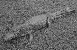 Любов і піраньї - pic_3.jpg